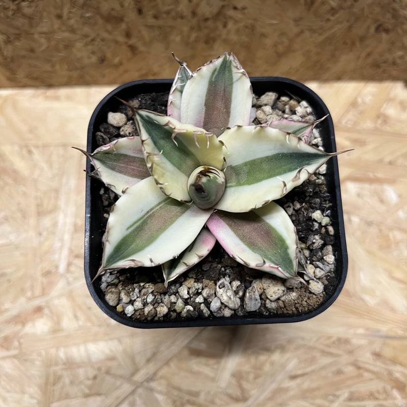 アガベ チタノタ スナグルトゥース | GREEN LUCK