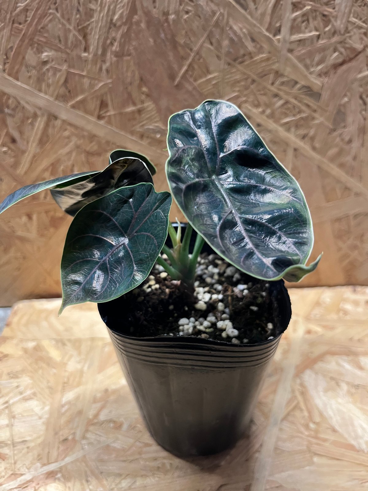 アロカシア アズラニー | GREEN LUCK