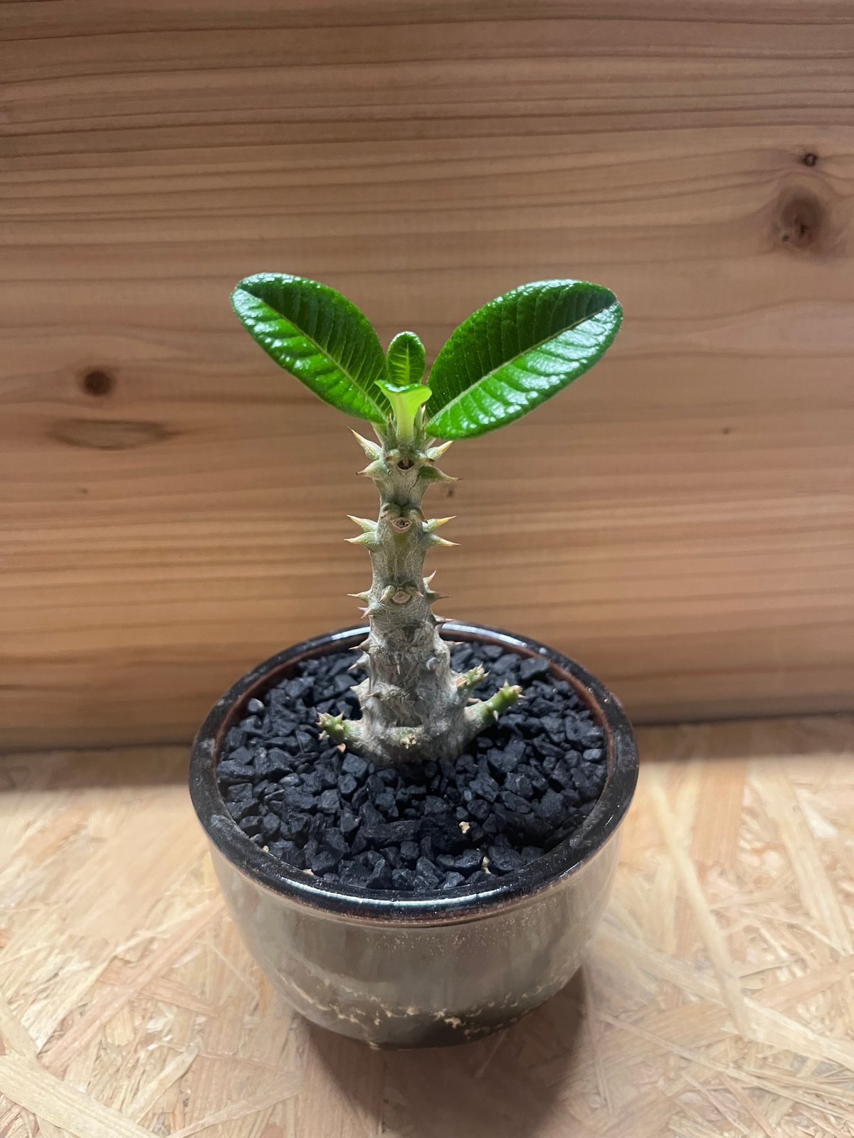 パキポディウム ウィンゾリー×伝市鉢 | GREEN LUCK