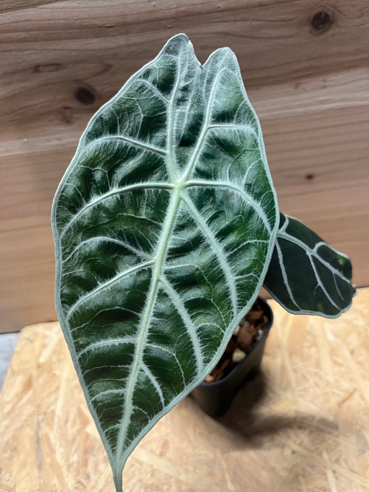 アロカシア ワトソニア ライトニング | GREEN LUCK