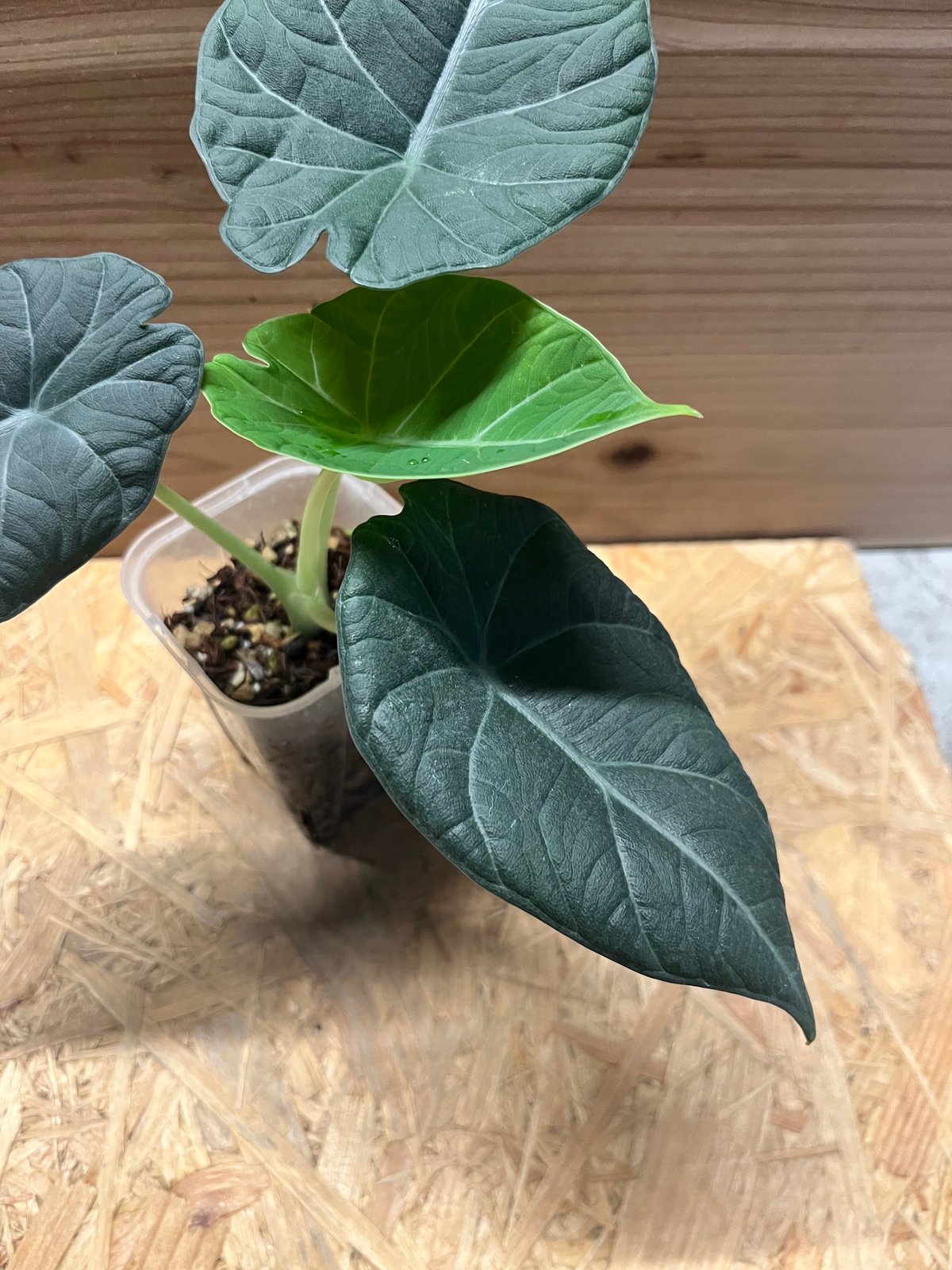 アロカシア マハラニ | GREEN LUCK