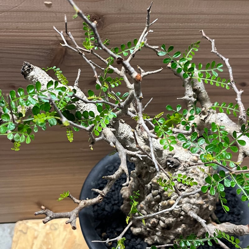 オペルクリカリア パキプス 現地発根済み | GREEN LUCK