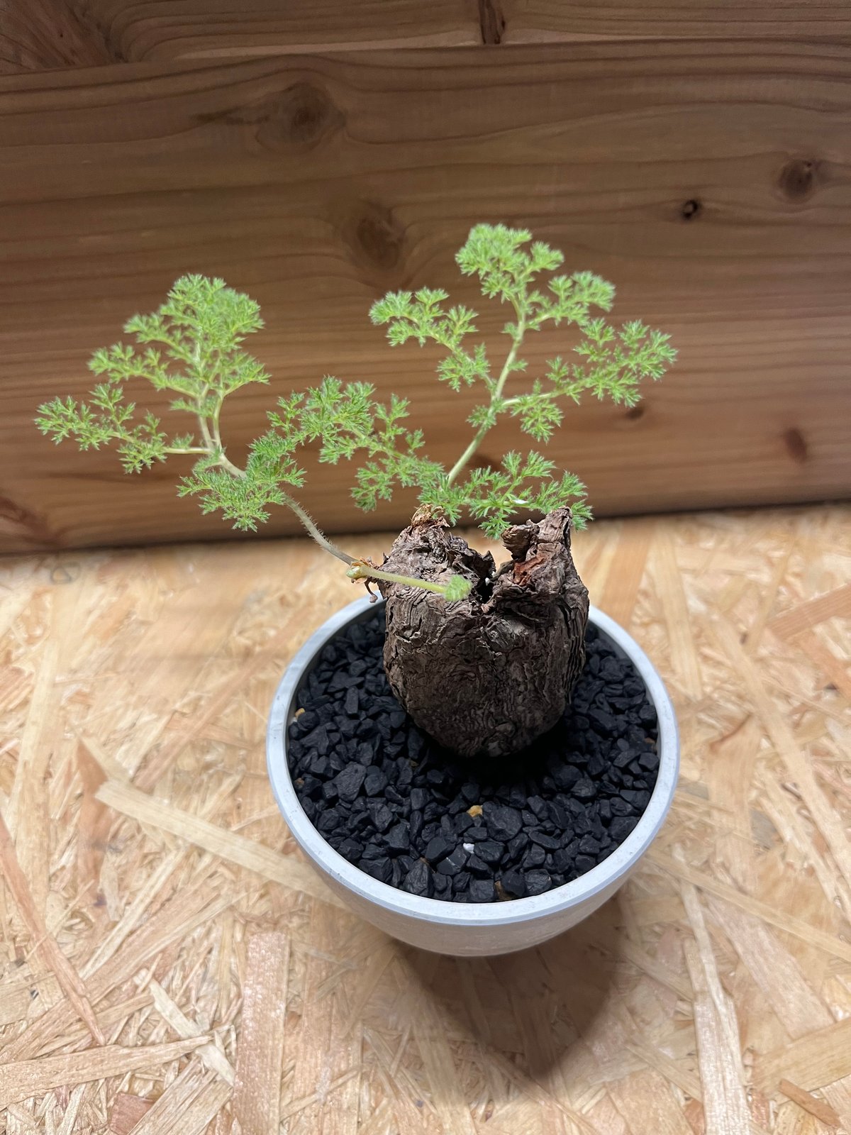 ペラルゴニウム トリステ | GREEN LUCK