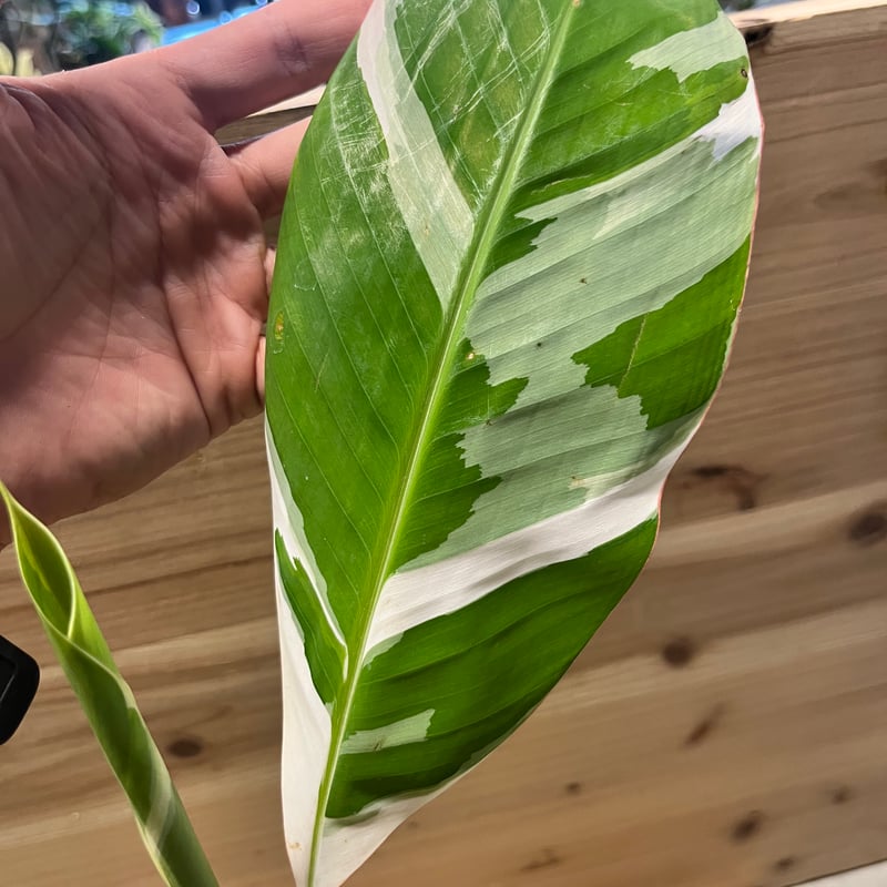 専用出品 ムサ アエアエ 斑入りバナナ | GREEN LUCK