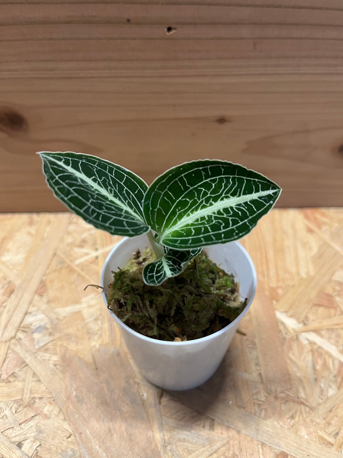 アネクトキルス ロクスバーギー | GREEN LUCK