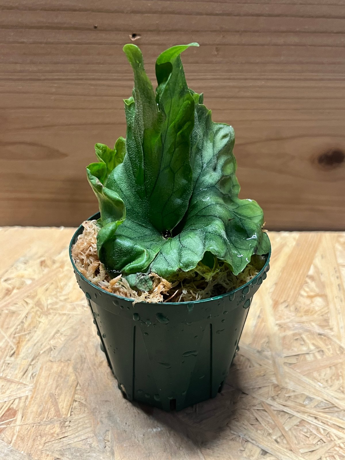 ビカクシダ ワンダエドワーフ | GREEN LUCK