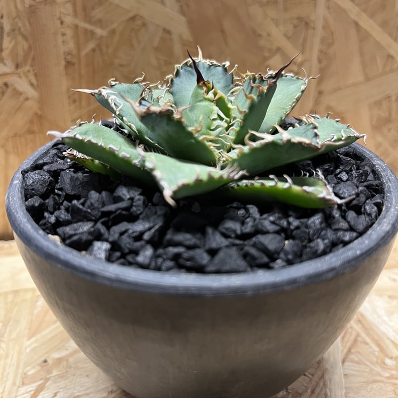 アガベ チタノタ フィリグリー | GREEN LUCK