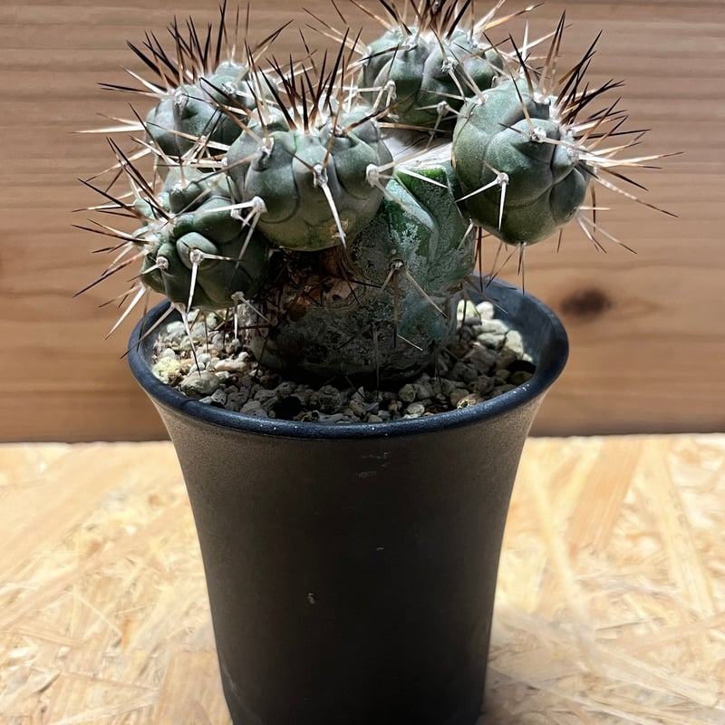 コピアポア シネレア 黒王丸 実生 | GREEN LUCK