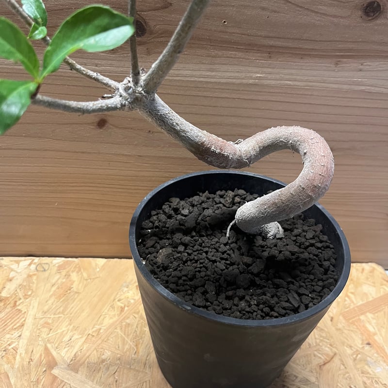 アダンソニア ディギタータ バオバブ | GREEN LUCK