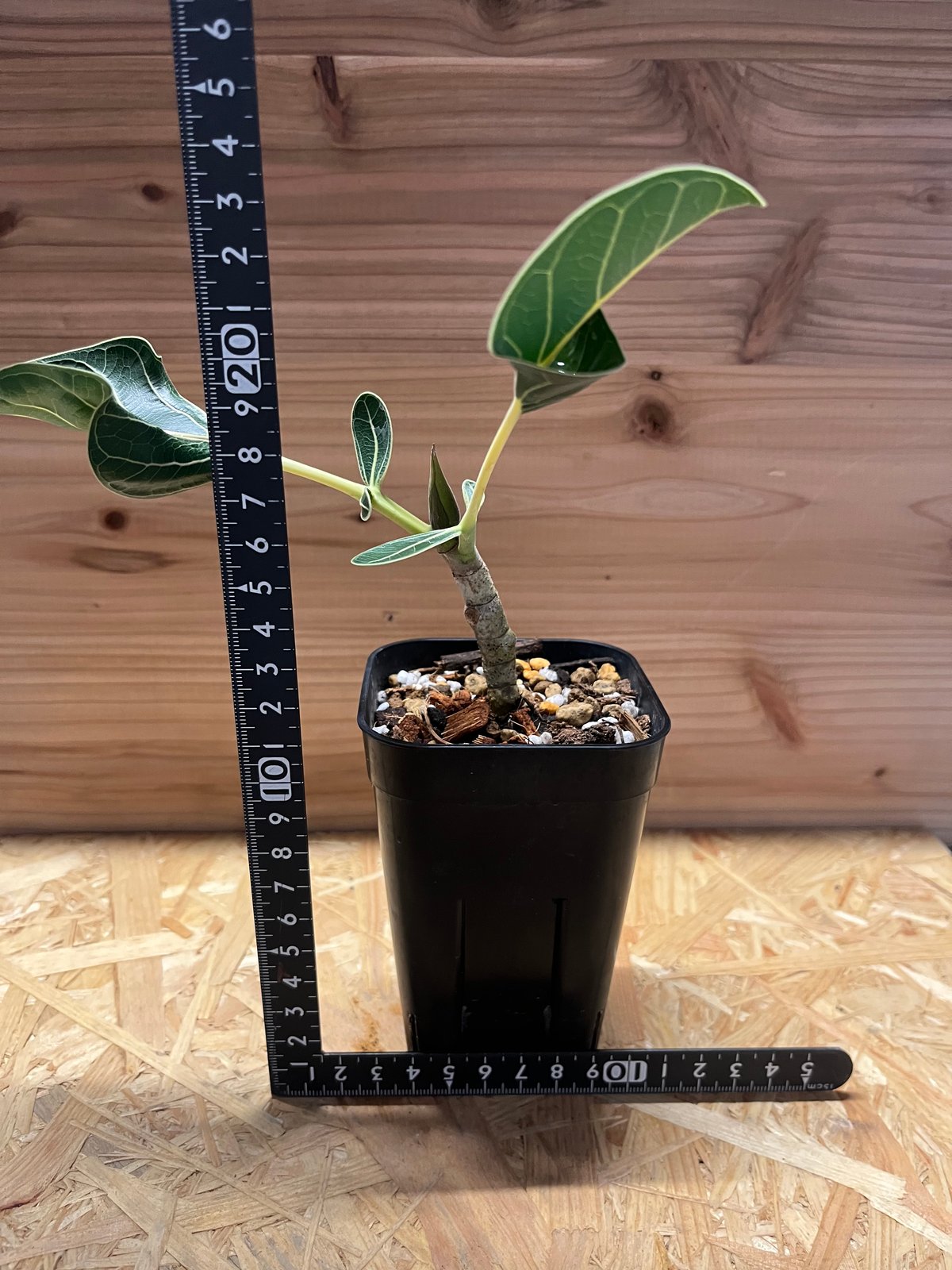 フィカス クリシュナボダイジュ | GREEN LUCK