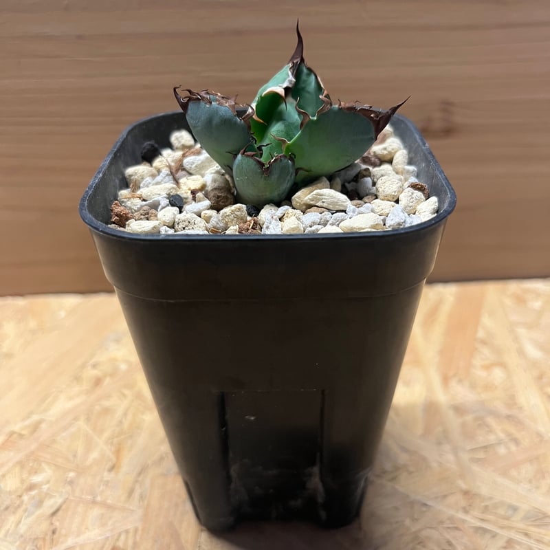 アガべ チタノタ ブルーボール | GREEN LUCK