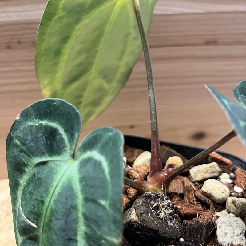 アンスリウム カーラブラッキー ワイルド | GREEN LUCK