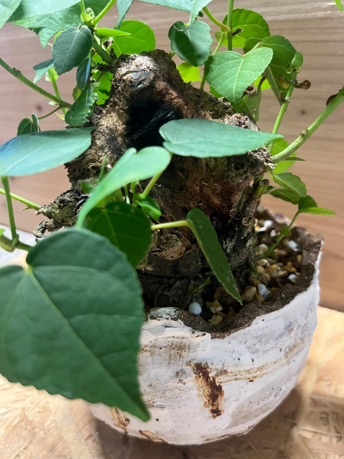 オオハマボウ （ユウナ） | GREEN LUCK