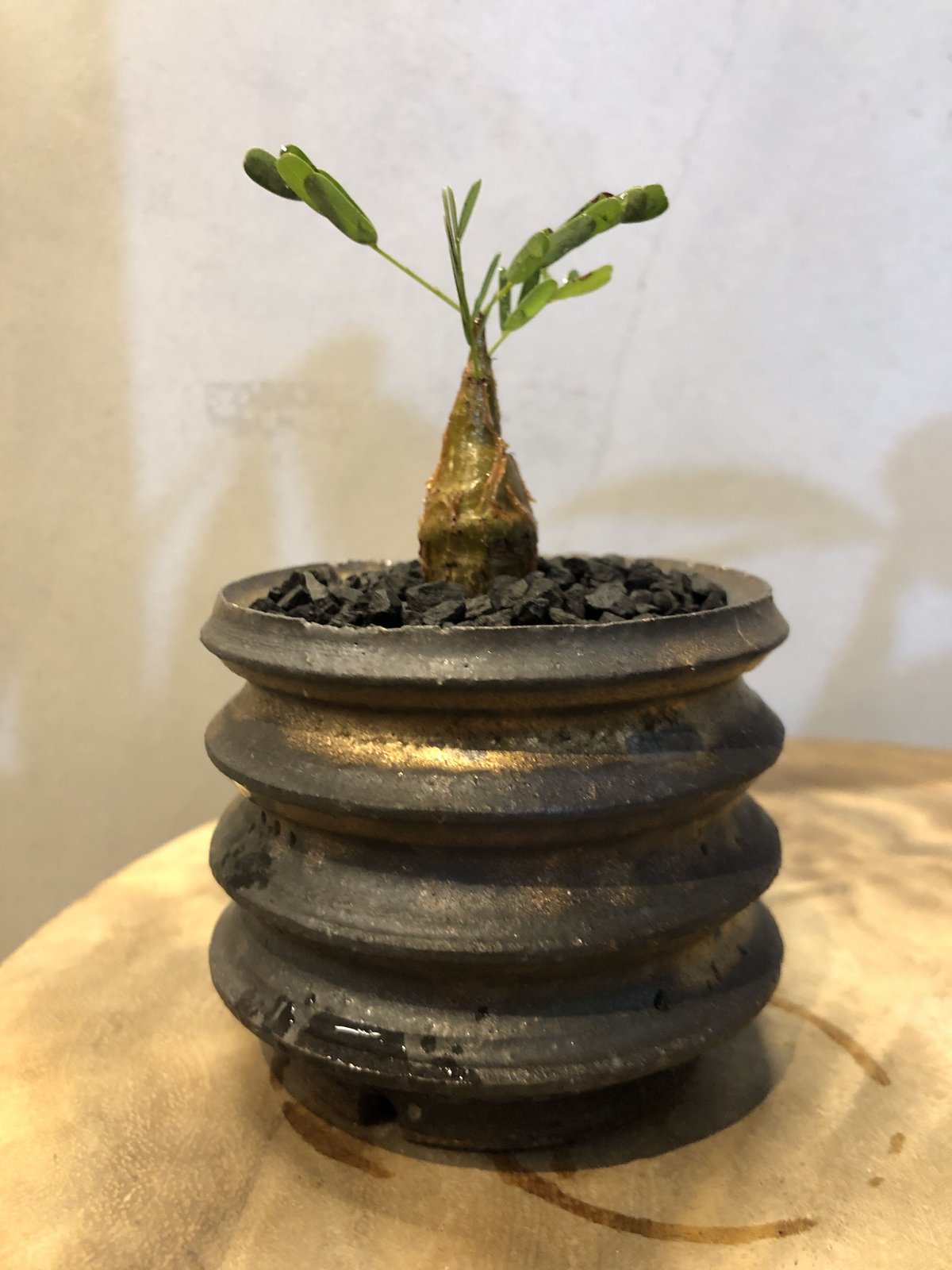 センナ メリディオナリス | GREEN LUCK