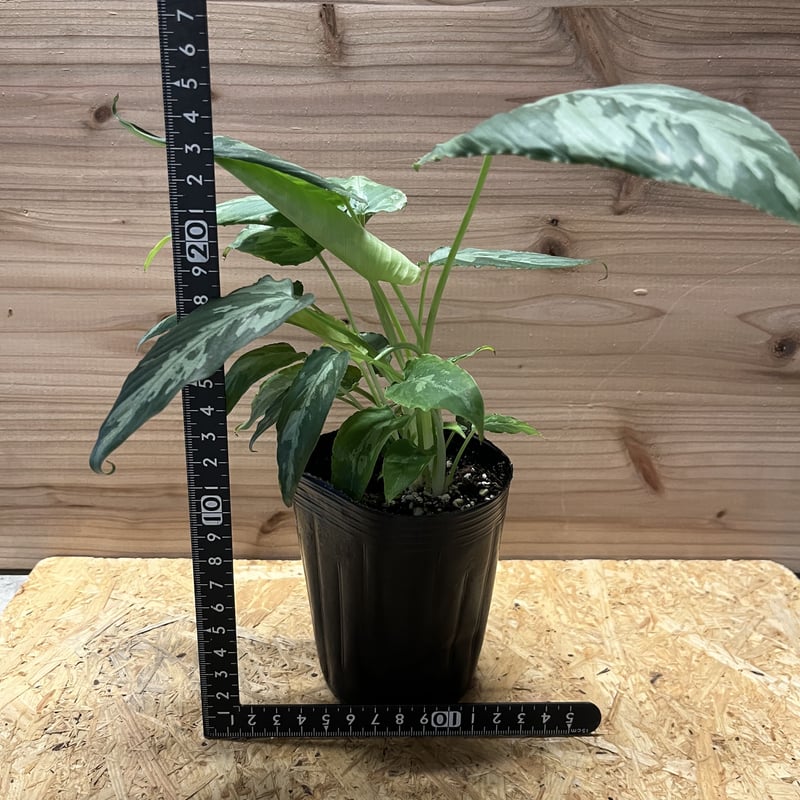 スキスマトグロッティス スコルテクニー | GREEN LUCK