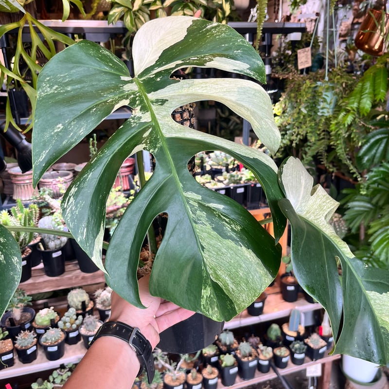 モンステラ デリシオーサ ミント | GREEN LUCK