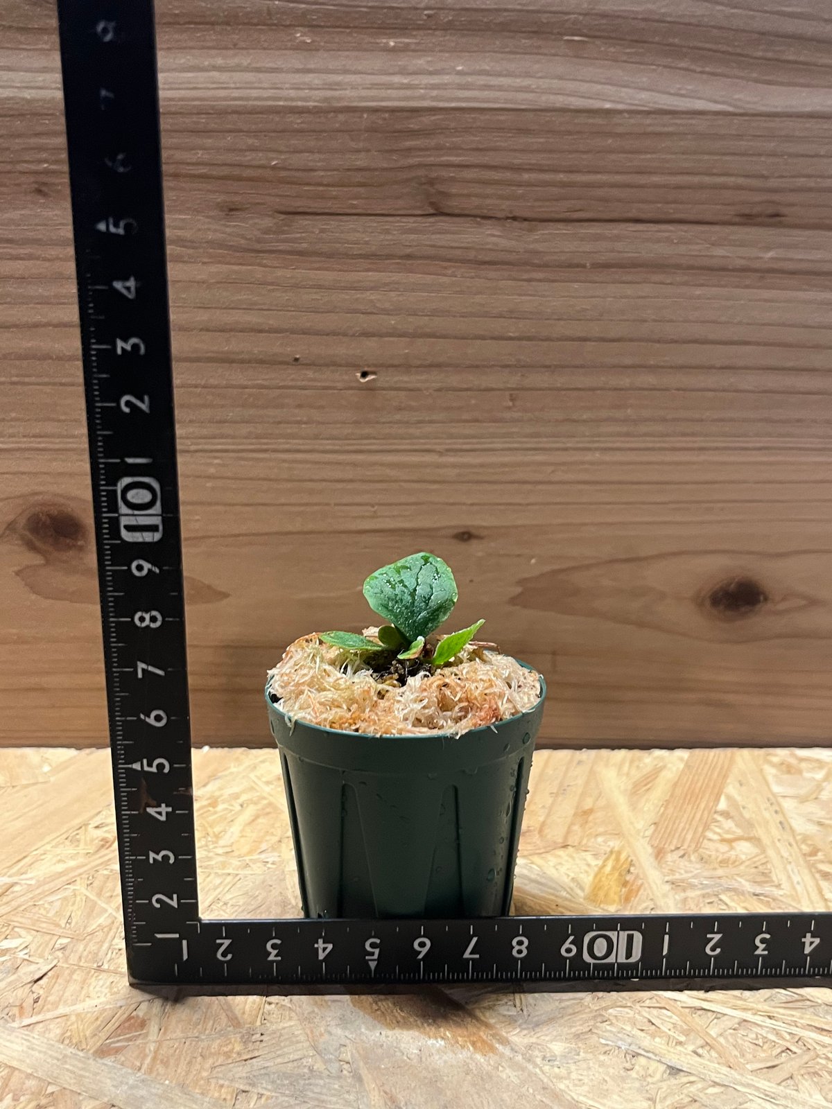 ビカクシダ フィッシュボーン | GREEN LUCK