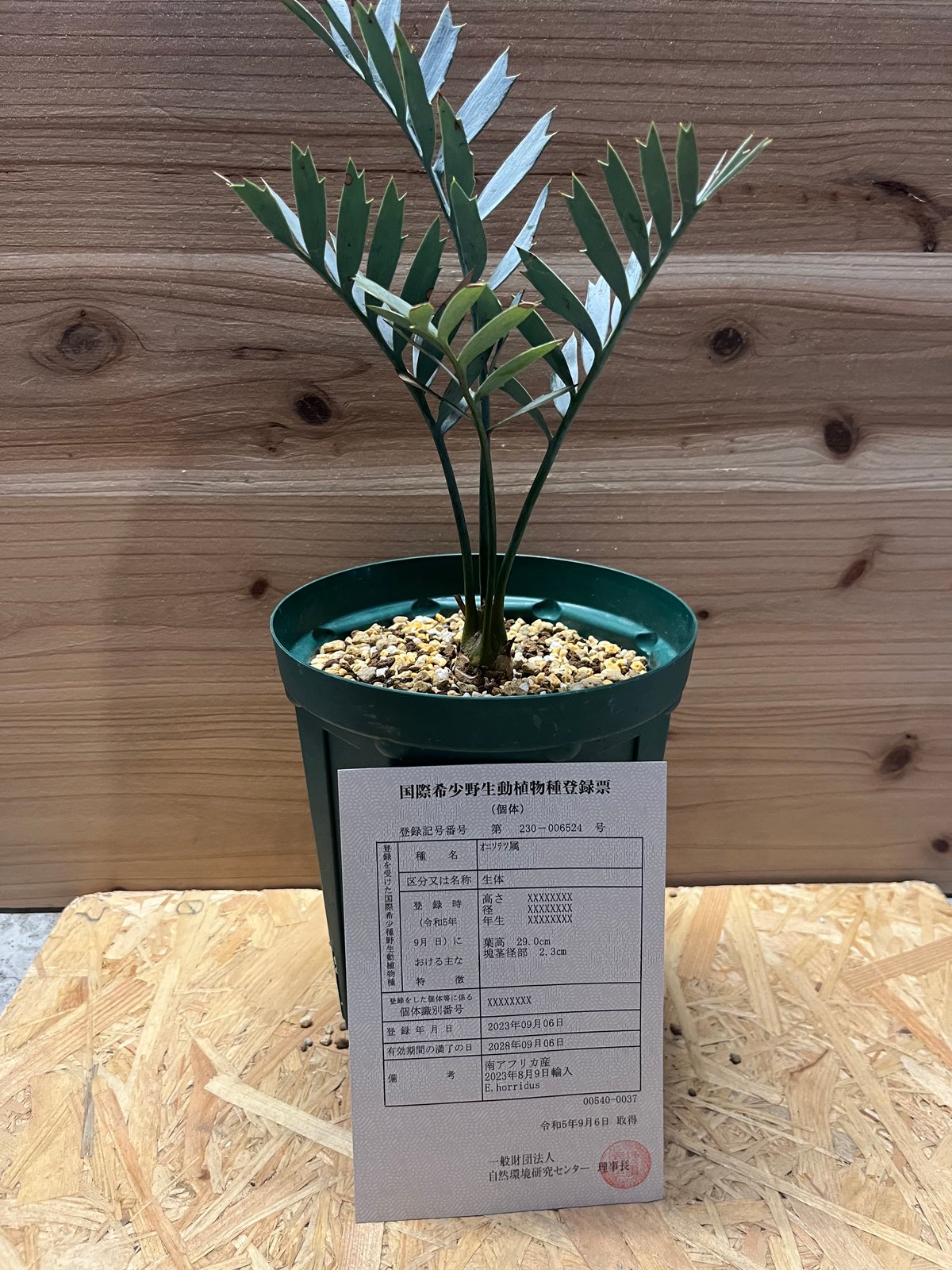 エンセファラルトス ホリダス | GREEN LUCK