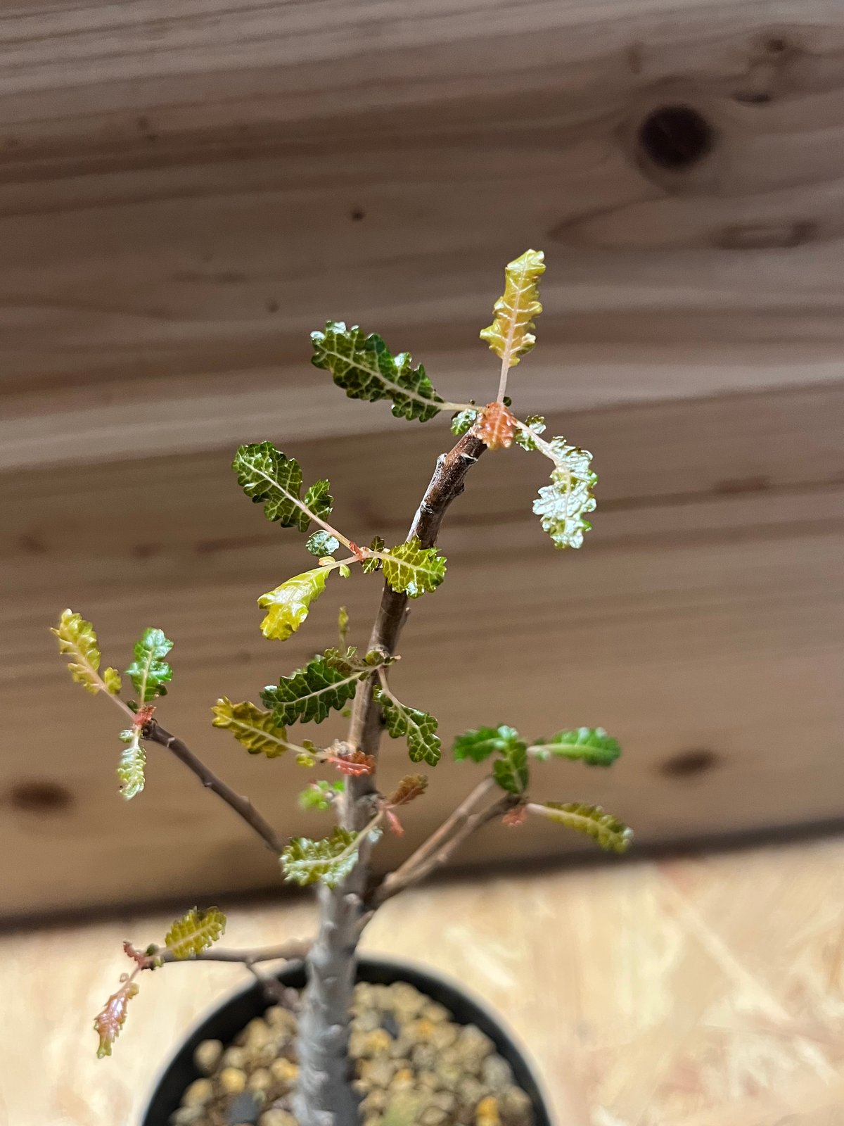 ボスウェリア ナナ | GREEN LUCK