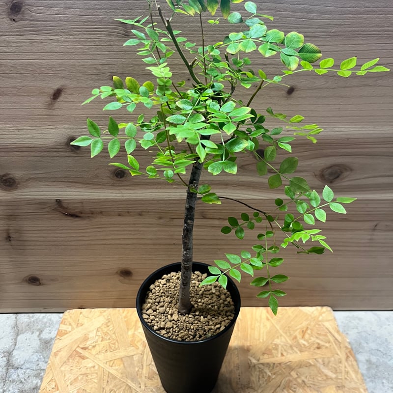 オペルクリカリア ボレアリス | GREEN LUCK