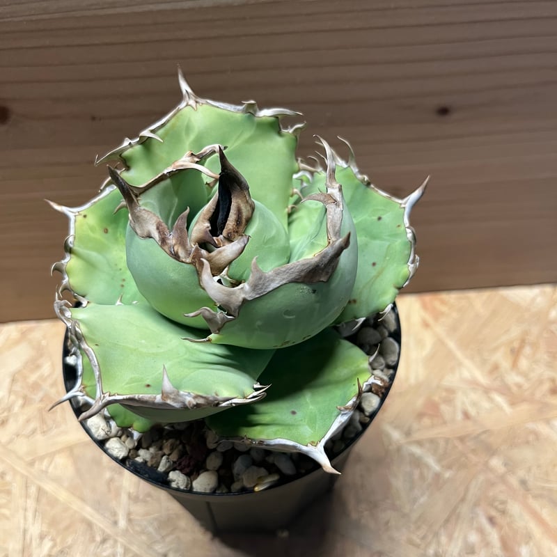 アガベ チタノタ 阿修羅 | GREEN LUCK