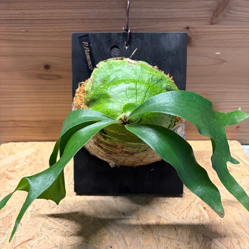 ビカクシダ 'フラメンコ' | GREEN LUCK