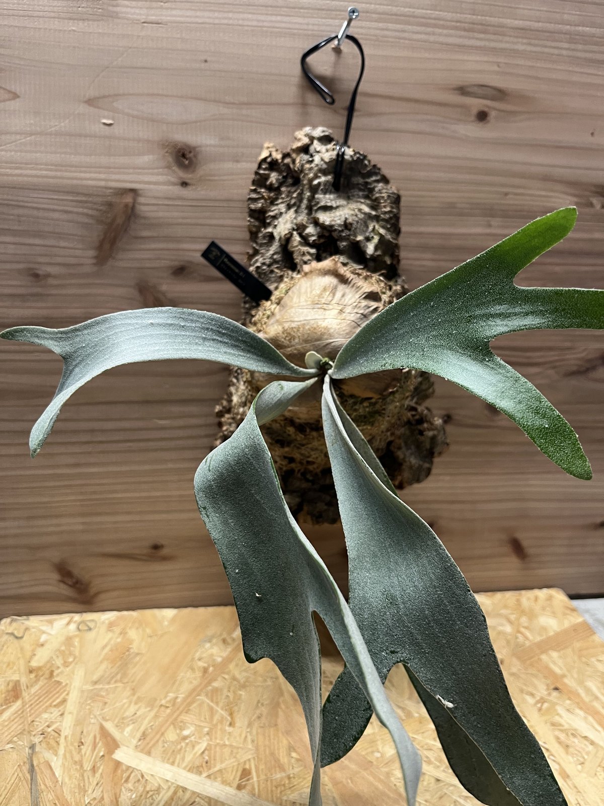 ビカクシダ E-1 白ビフ sp.White | GREEN LUCK