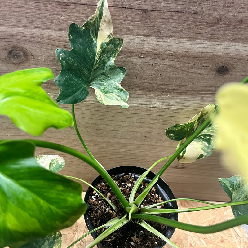 フィロデンドロン セローム 斑入り | GREEN LUCK