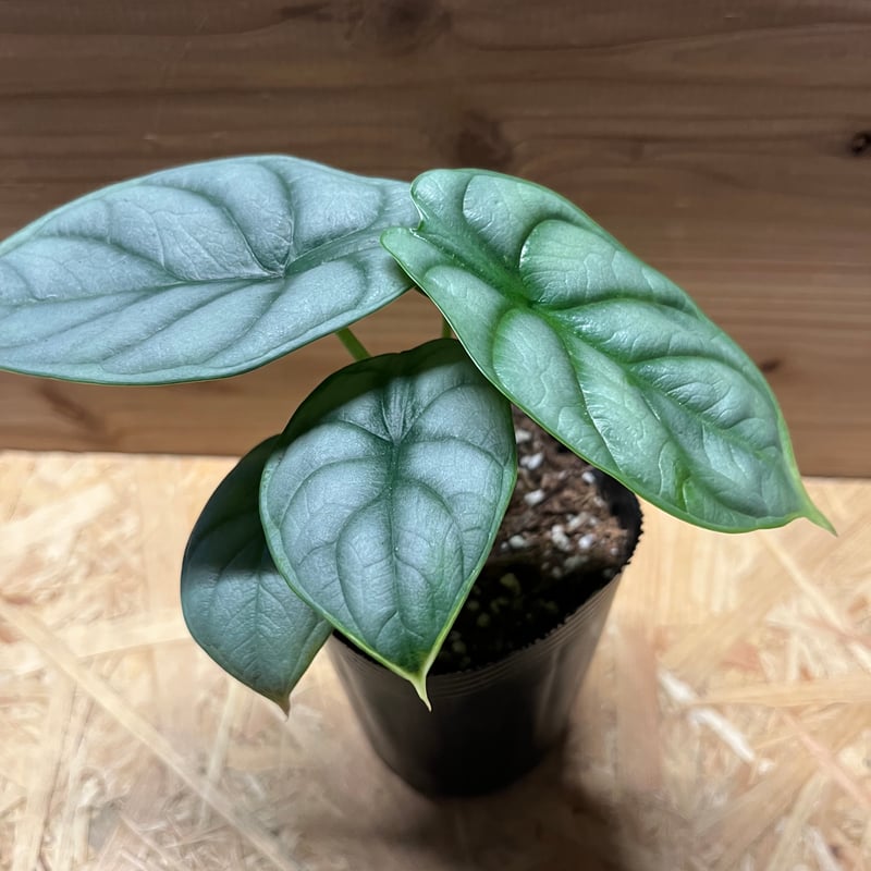 アロカシア シルバードラゴン | GREEN LUCK