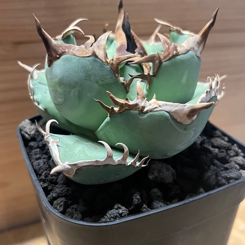 XL SIZE 植木鉢 作家鉢 アガベ グラキリス チタノタ 海王 赤猫 阿修羅