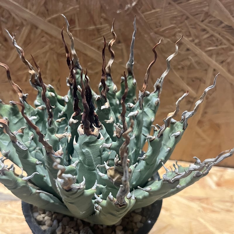 アガベ ユタエンシス エボリスピナ 陽炎 未発根 | GREEN LUCK