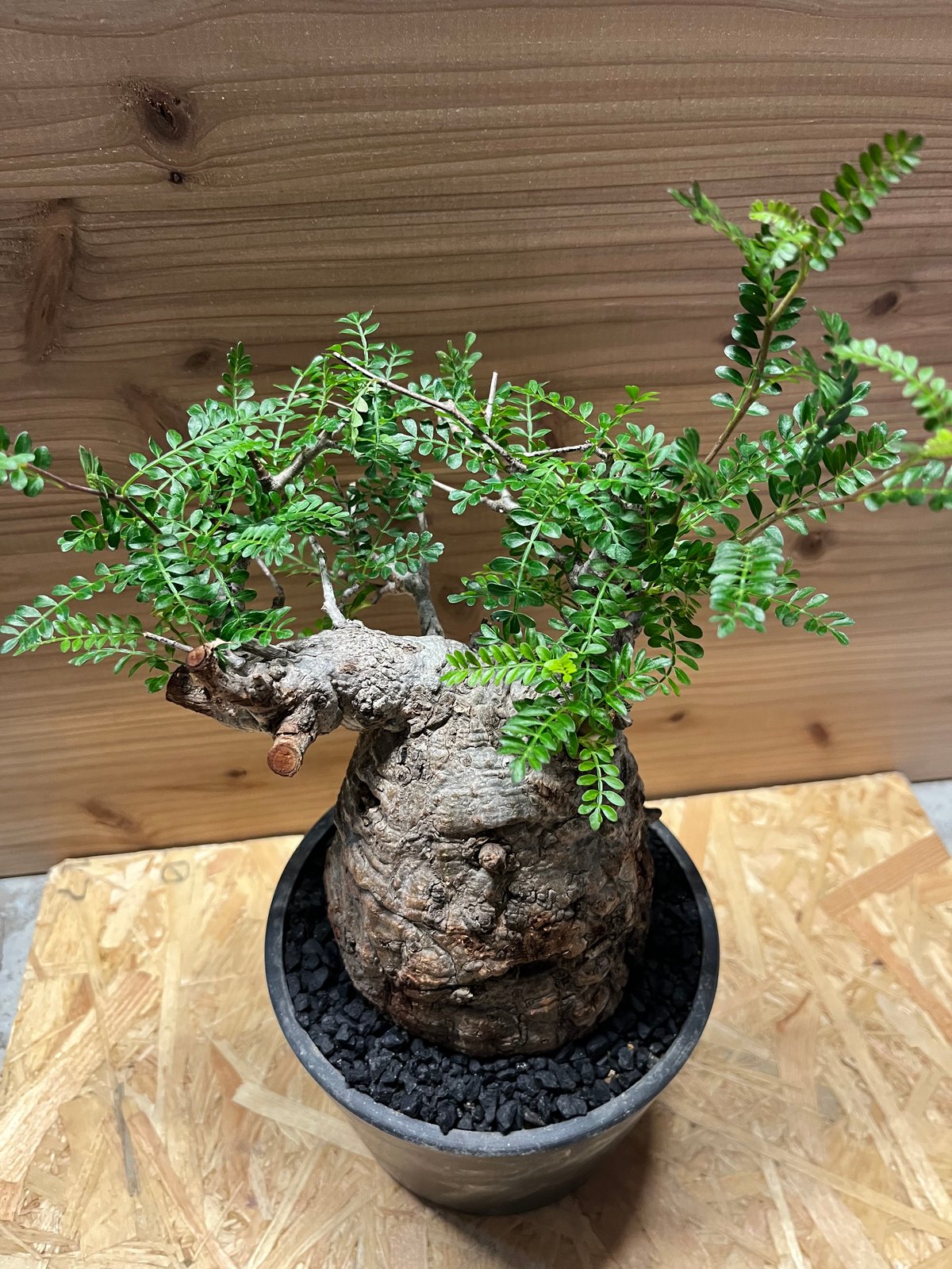 オペルクリカリア・パキプス ぼこぼこ丸株 ベアルート オペルクリ