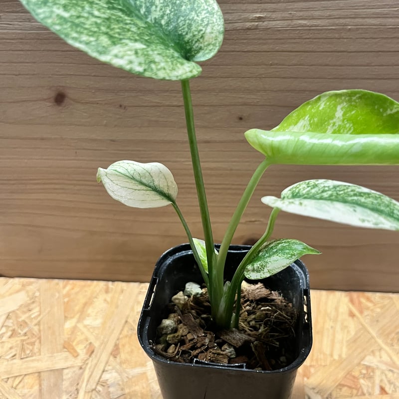 モンステラ デリシオーサ ミント | GREEN LUCK