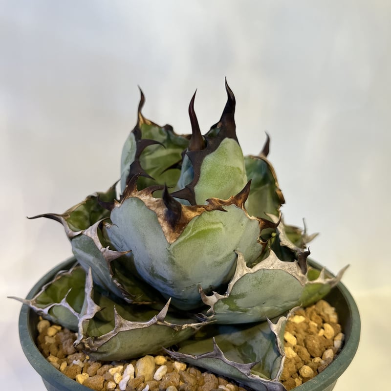 チタノタ ブラックアンドブルー 選抜 ボールタイプ | GREEN LUCK