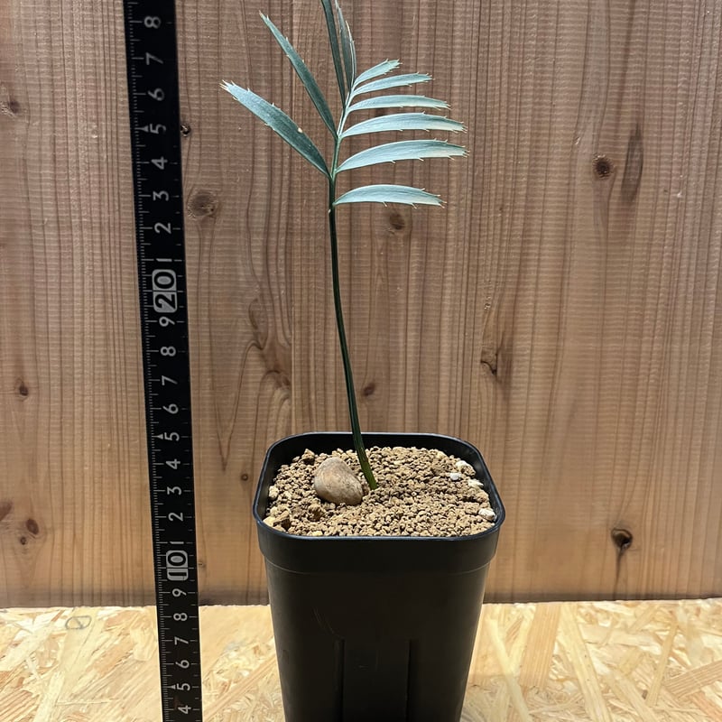 エンセファラルトス ホリダス | GREEN LUCK