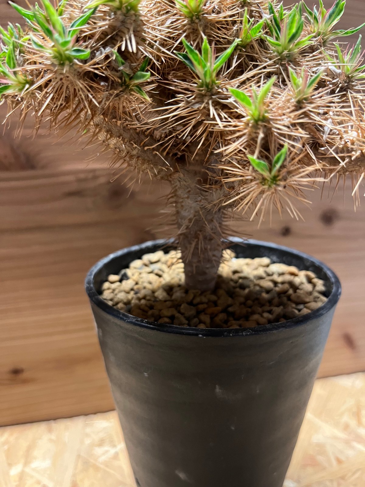 ユーフォルビア ギラウミニアナ 国内実生 | GREEN LUCK