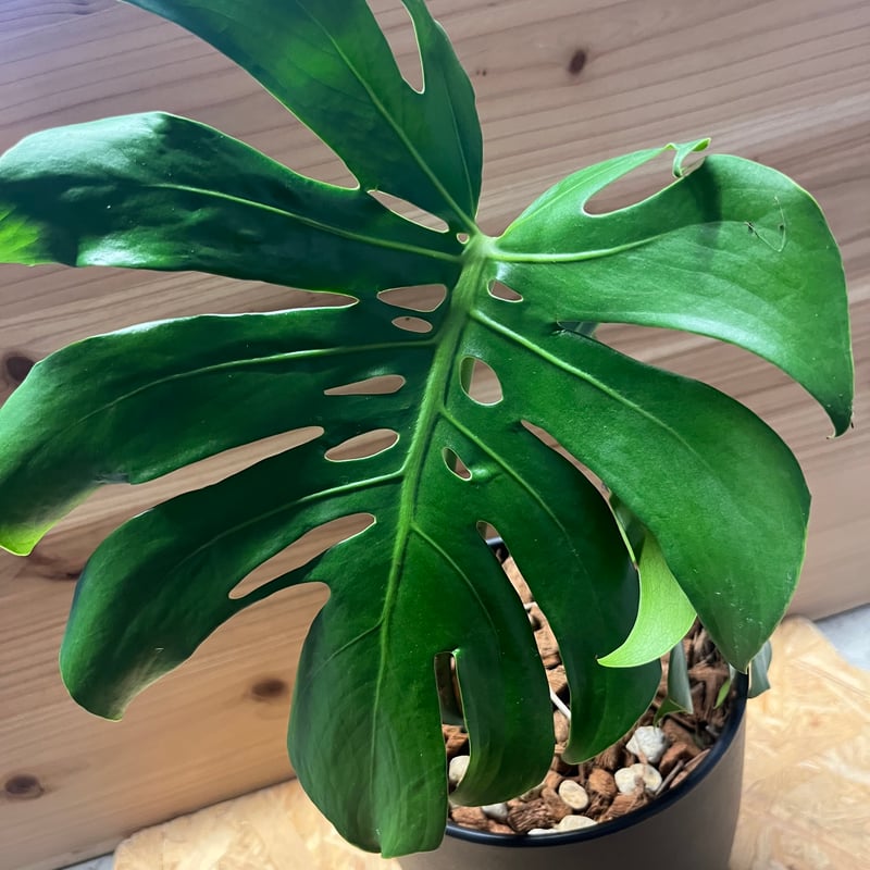 モンステラ デリシオーサ マクロコズム | GREEN LUCK