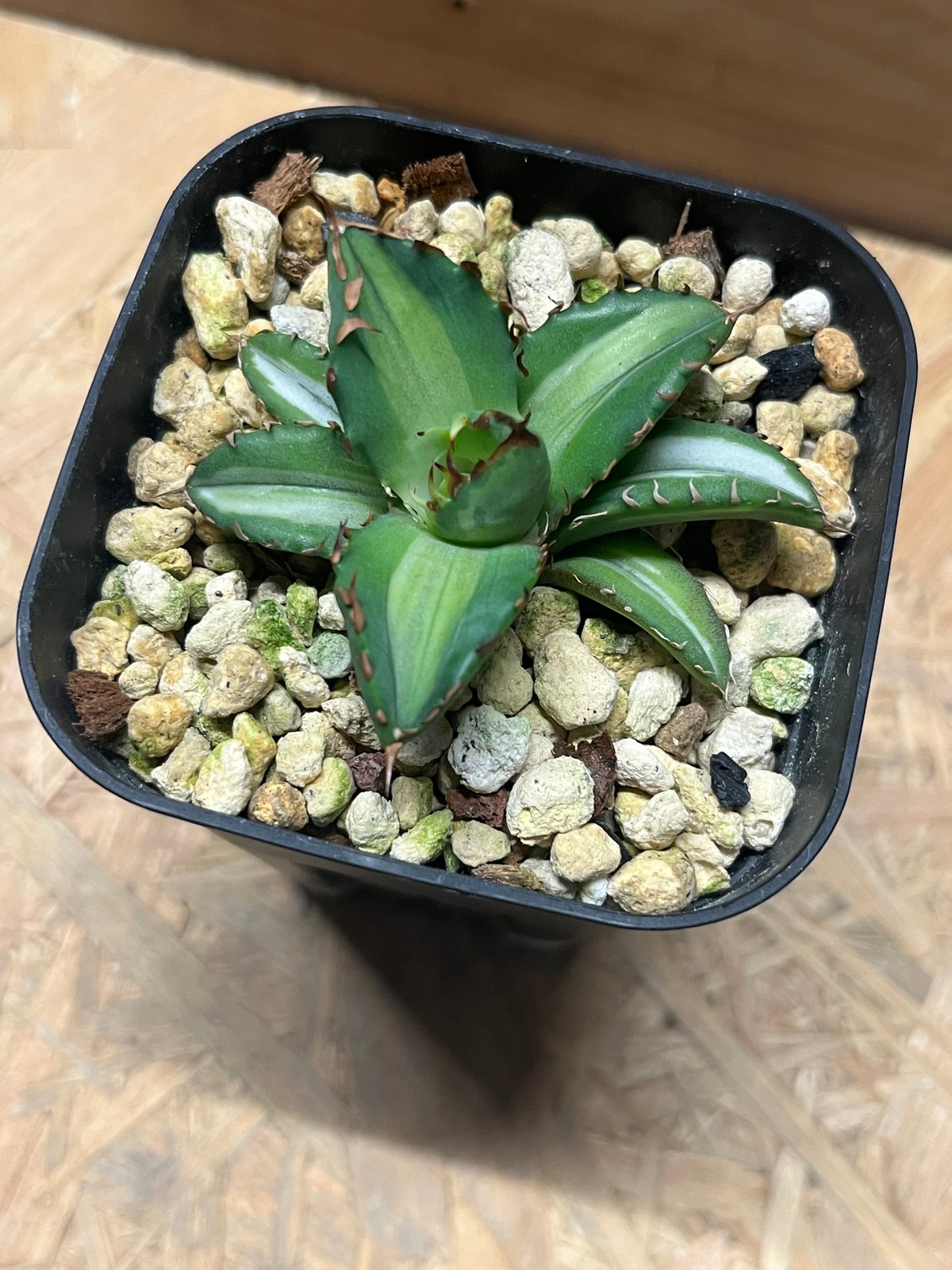 H*e様 アガベ チタノタ 姫厳竜 斑入り 白覆輪斑 子株付き 08 発根済