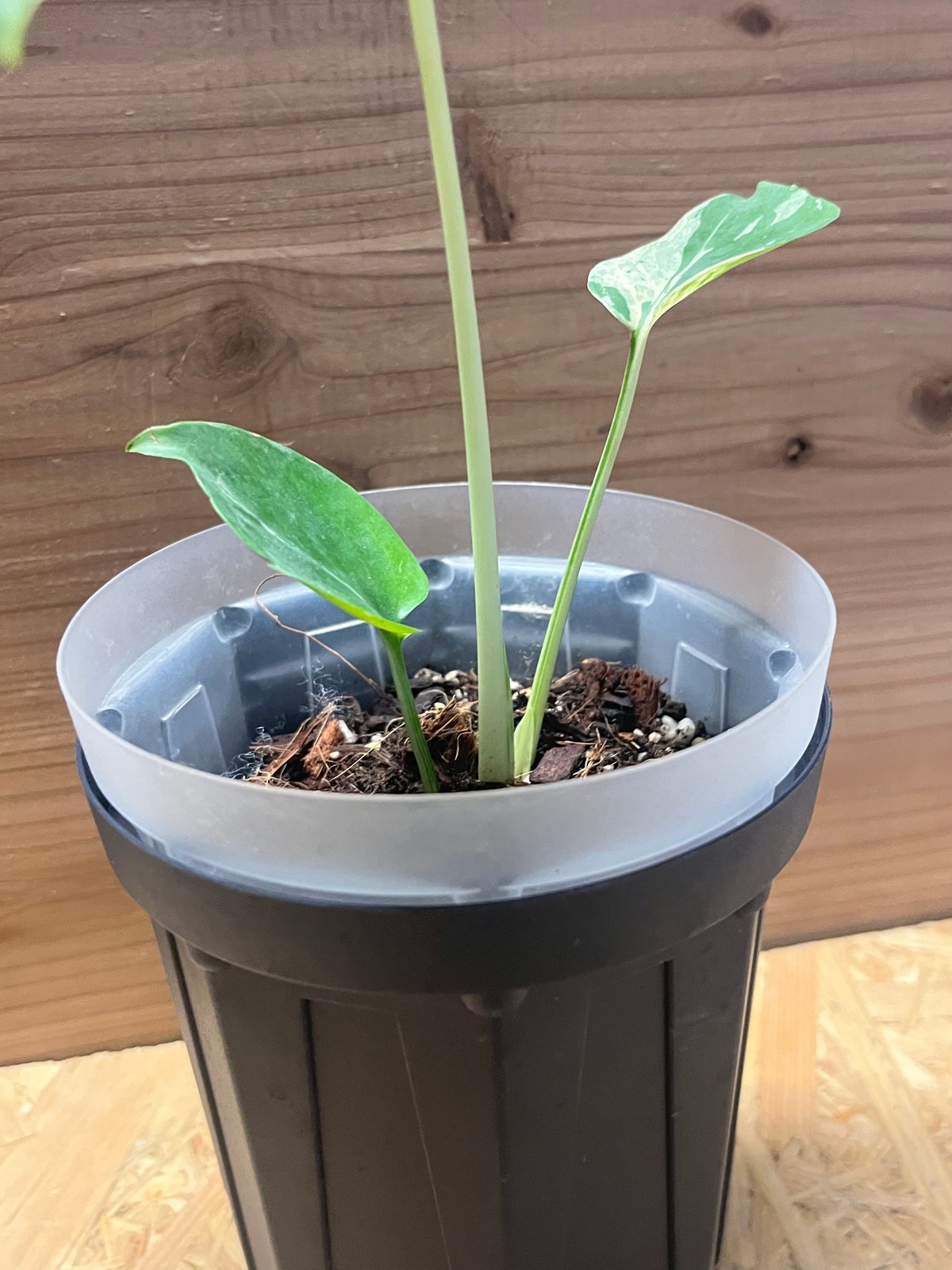 六*ん様 a31品種保証！斑入り保証！Bulbasaurモンステラ バルバソー