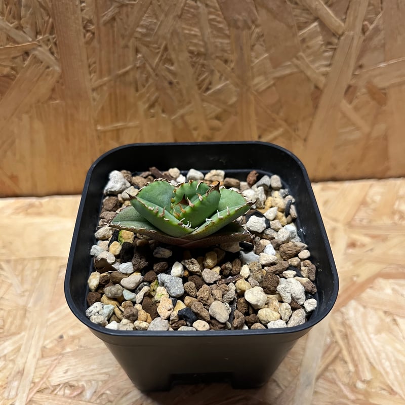 アガベ チタノタ クラウン 皇冠 | GREEN LUCK