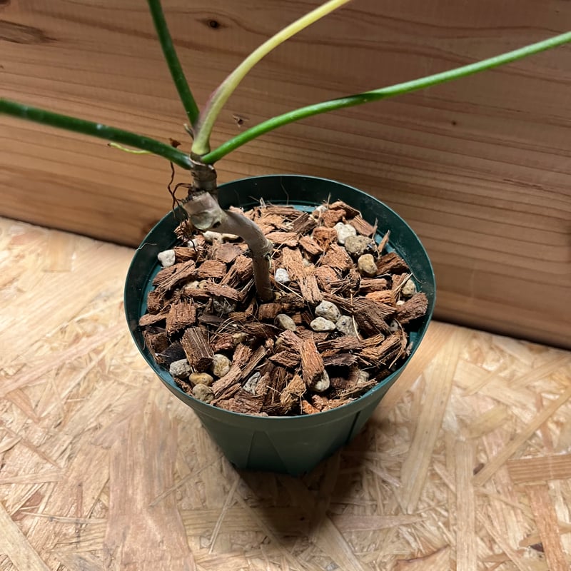 フィロデンドロン ポリポディオイデス | GREEN LUCK