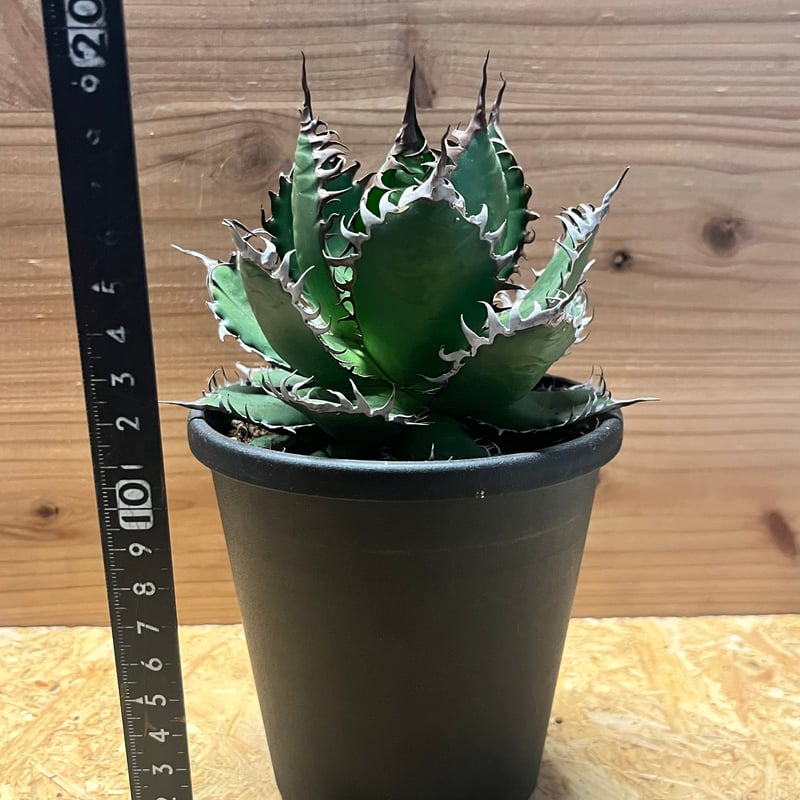 アガベ ホリダ | GREEN LUCK