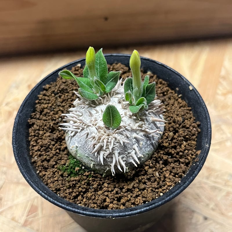 パキポディウム 恵比寿笑い | GREEN LUCK