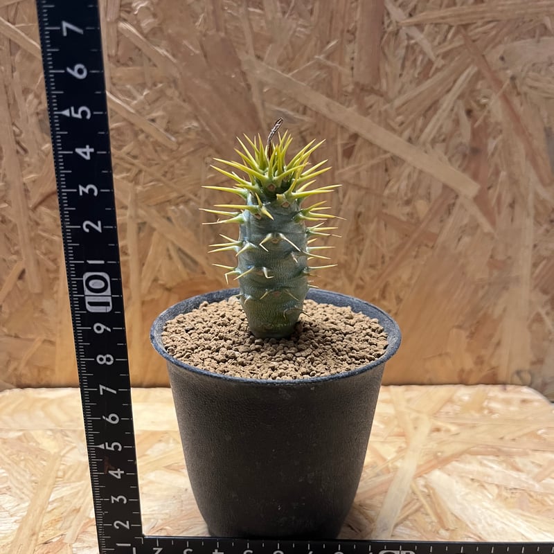 パキポディウム アンボンゲンセ | GREEN LUCK