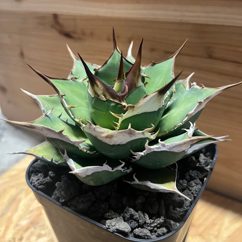 アガベ チタノタ オテロイ オアハカ | GREEN LUCK