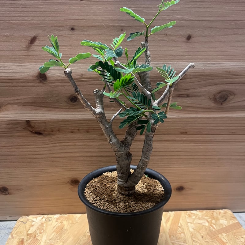 センナ メリディオナリス 現地株 発根済み | GREEN LUCK