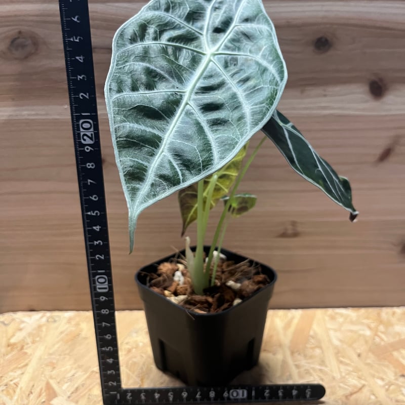 アロカシア ワトソニア ライトニング | GREEN LUCK