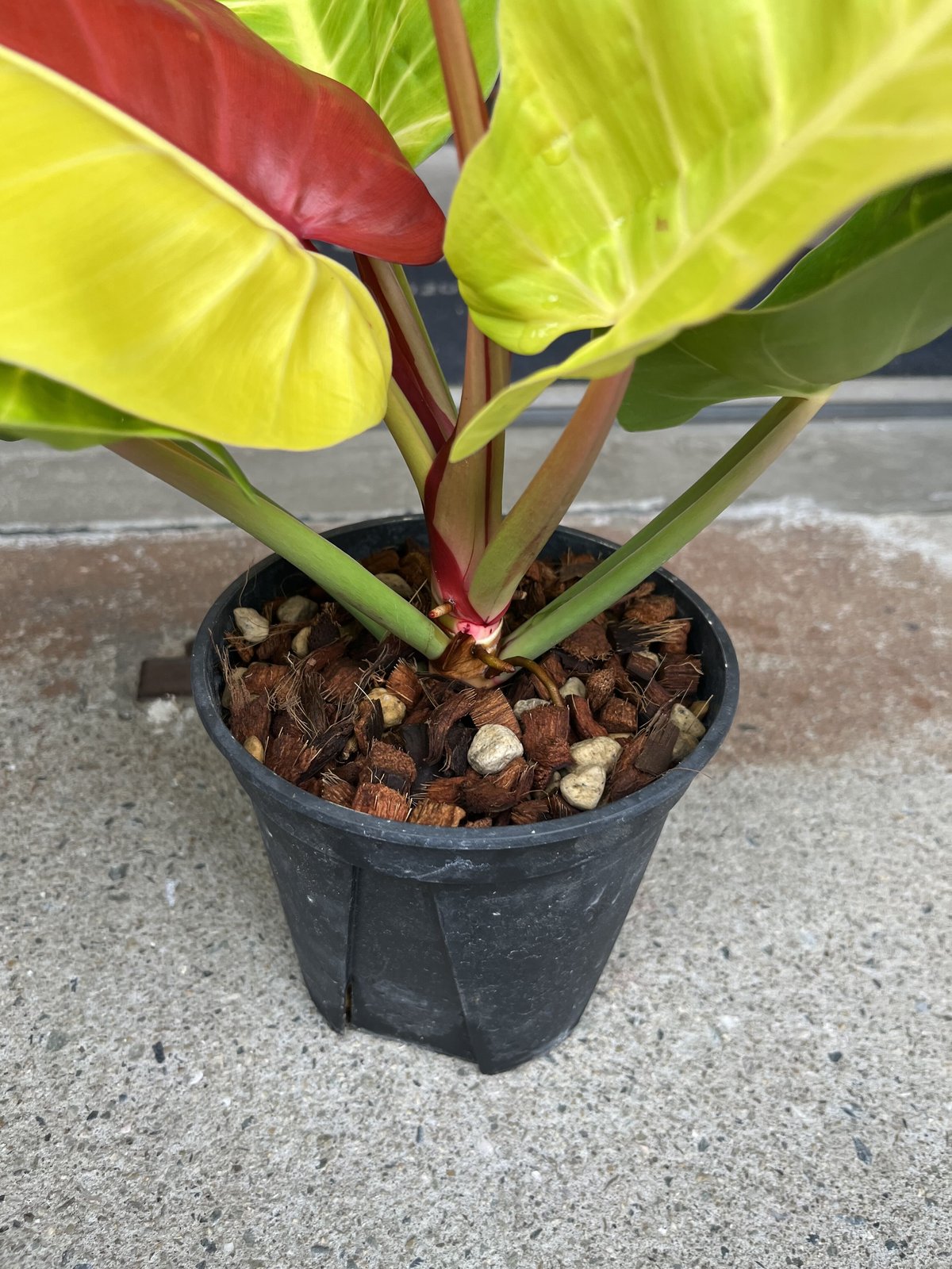 フィロデンドロン インペリアルイエローフレーム | GREEN LUCK