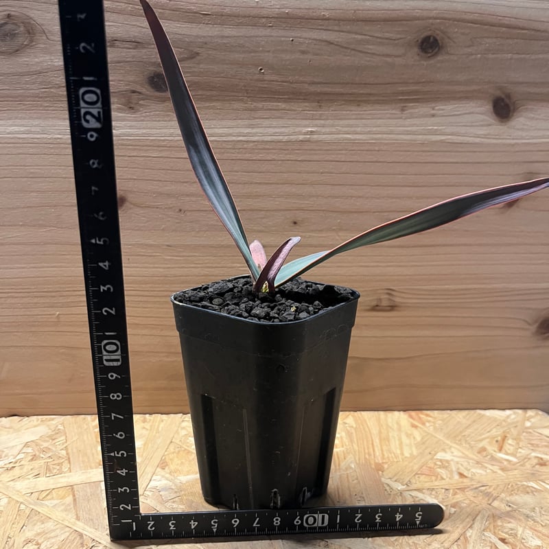 ウェルウィッチア ミラビリス 奇想天外 | GREEN LUCK