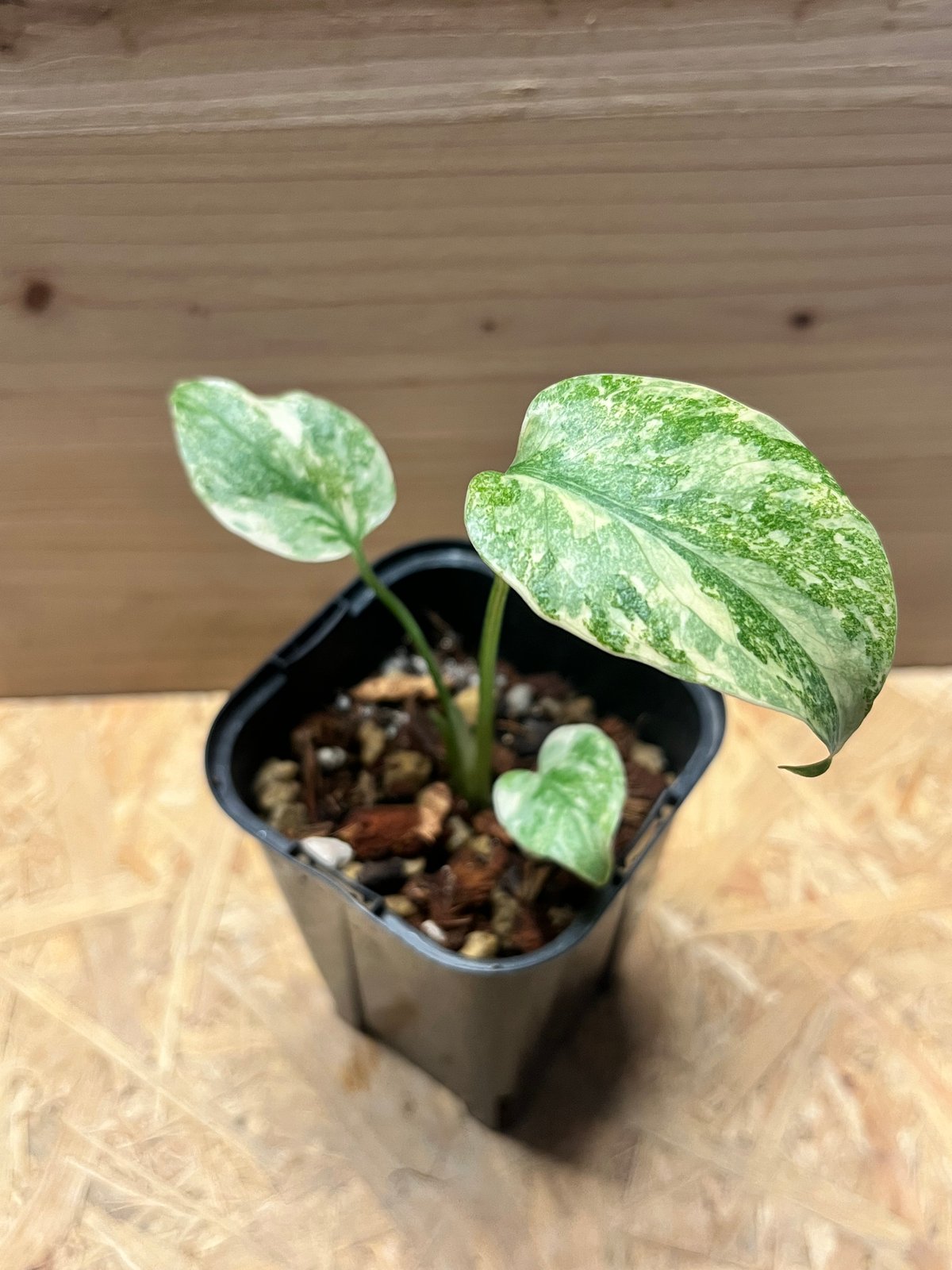 モンステラ デリシオーサ グリーンスノー | GREEN LUCK